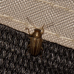 Colaspis pini