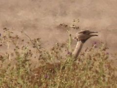 Eupodotis vigorsii vigorsii