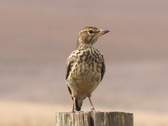 Galerida magnirostris magnirostris