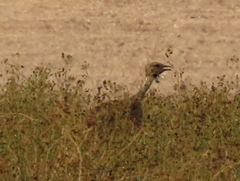 Eupodotis vigorsii vigorsii