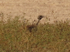 Eupodotis vigorsii vigorsii