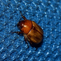 Anomala flavipennis