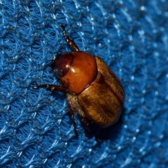 Anomala flavipennis