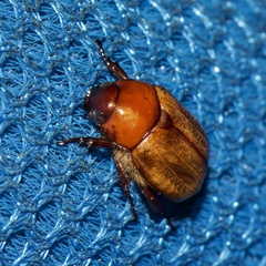 Anomala flavipennis
