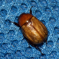 Anomala flavipennis