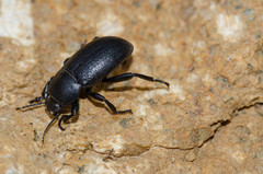 Phylan tenebriodes