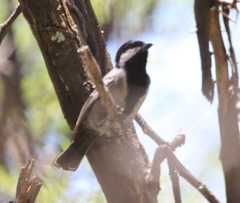Melaniparus cinerascens