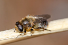 Platynochaetus setosus