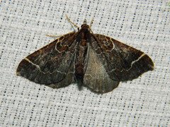 Eulithis flavibrunneata