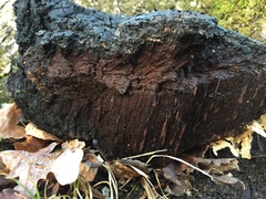 Phellinus everhartii