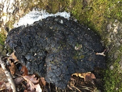 Phellinus everhartii