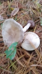 Agaricus