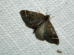 Eulithis flavibrunneata