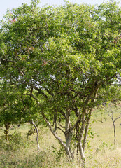 Sarcomphalus mexicanus