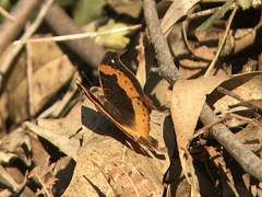 Precis tugela tugela