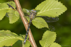 Caliaeschna microstigma