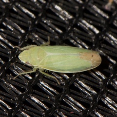 Memnonia flavida