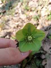 Helleborus odorus