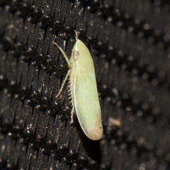 Memnonia flavida