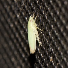 Memnonia flavida