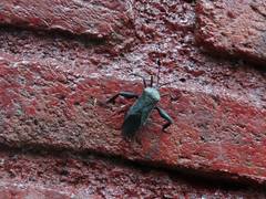 Pachylis acutangulus