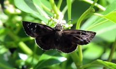 Ephyriades brunnea