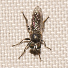 Atomosia puella