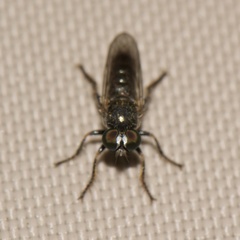 Atomosia puella