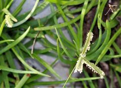 Dactyloctenium australe