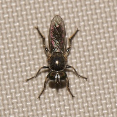 Atomosia puella