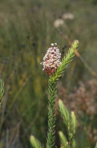 tileleaf powderpuff (Sorocephalus imbricatus)
