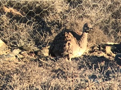 Eupodotis vigorsii vigorsii