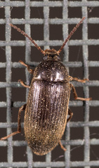 Hymenorus