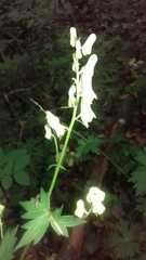 Aconitum lycoctonum