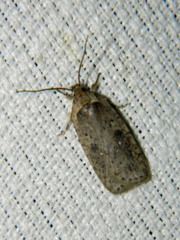 Agonopterix argillacea
