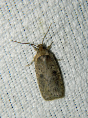 Agonopterix argillacea