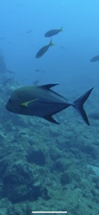 Caranx lugubris
