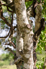 Sarcomphalus mexicanus