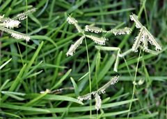 Dactyloctenium australe