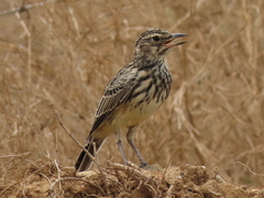 Galerida magnirostris magnirostris