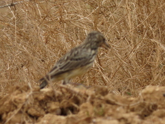 Galerida magnirostris magnirostris