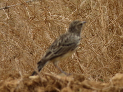 Galerida magnirostris magnirostris