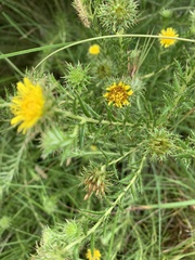 Berkheya densifolia