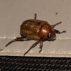 Anomala flavipennis