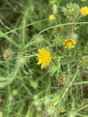 Berkheya densifolia