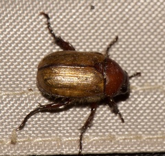 Anomala flavipennis
