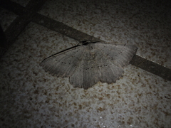 Odontognophos dumetata