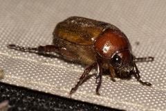 Anomala flavipennis