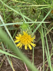 Berkheya densifolia