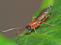 Heterischnus truncator